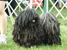 Honden plaatjes Puli 