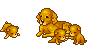 Honden plaatjes Puppy 