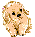 Honden plaatjes Puppy 