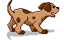 Honden plaatjes Puppy 