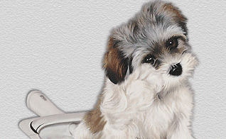 Honden plaatjes Puppy 