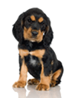 Honden plaatjes Rotweiler 