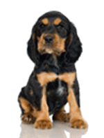 Honden plaatjes Rotweiler 