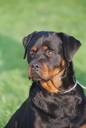 Honden plaatjes Rotweiler 