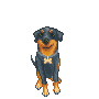 Honden plaatjes Rotweiler 