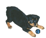 Honden plaatjes Rotweiler 