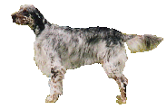 Honden plaatjes Setters 