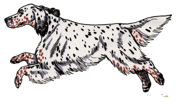 Honden plaatjes Setters 