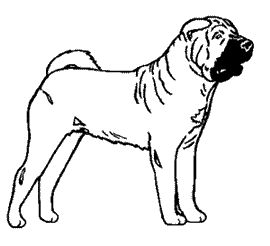 Honden plaatjes Sharpei 