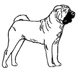 Honden plaatjes Sharpei 