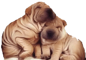 Honden plaatjes Sharpei 