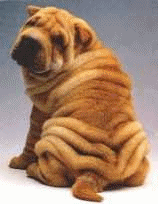 Honden plaatjes Sharpei 