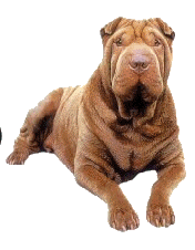 Honden plaatjes Sharpei 