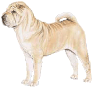 Honden plaatjes Sharpei 