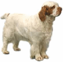 Honden plaatjes Spaniel 