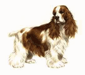 Honden plaatjes Spaniel 