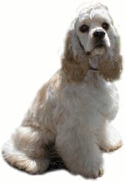 Honden plaatjes Spaniel 