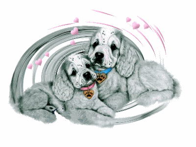 Honden plaatjes Spaniel 