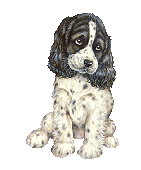 Honden plaatjes Spaniel 