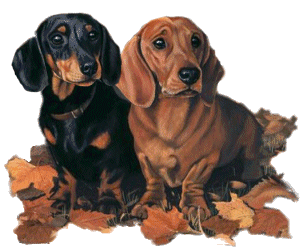 Honden plaatjes Teckels 