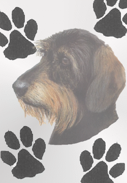 Honden plaatjes Teckels 