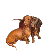 Honden plaatjes Teckels 