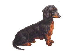 Honden plaatjes Teckels 