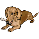 Honden plaatjes Teckels 