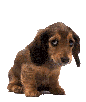 Honden plaatjes Teckels 