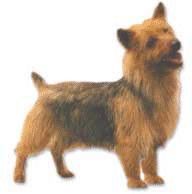 Honden plaatjes Terriers 