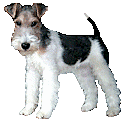 Honden plaatjes Terriers 