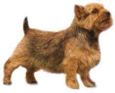 Honden plaatjes Terriers 