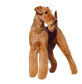 Honden plaatjes Terriers 