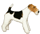 Honden plaatjes Terriers 
