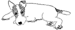 Honden plaatjes Terriers 