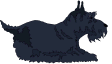 Honden plaatjes Terriers 