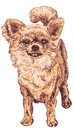 Honden plaatjes Vlinder hondje 