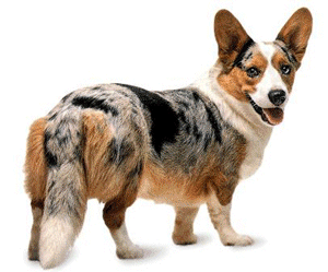 Honden plaatjes Welshcorgi 