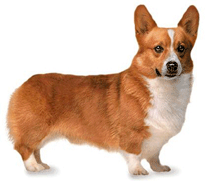 Honden plaatjes Welshcorgi 