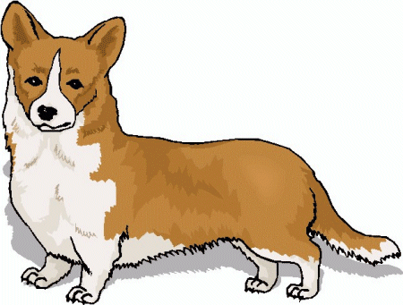 Honden plaatjes Welshcorgi 