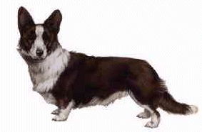 Honden plaatjes Welshcorgi 