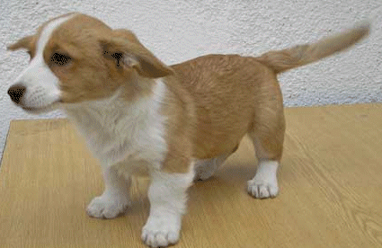Honden plaatjes Welshcorgi 