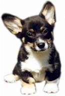 Honden plaatjes Welshcorgi 