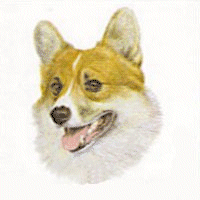 Honden plaatjes Welshcorgi 