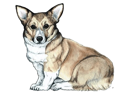 Honden plaatjes Welshcorgi 