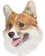 Honden plaatjes Welshcorgi 
