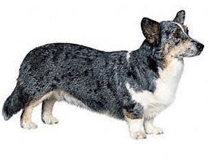 Honden plaatjes Welshcorgi 