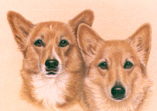 Honden plaatjes Welshcorgi 