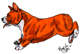 Honden plaatjes Welshcorgi 