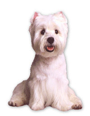 Honden plaatjes Westie 